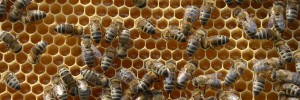 Bienenpatenschaften Bienenhort Suderwich Recklinghausen Honigbienen