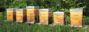 Bienenpatenschaften Bienenhort Suderwich Recklinghausen Bienenstand