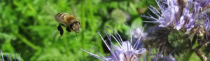 Bienenpatenschaften Bienenhort Suderwich Honigbiene
