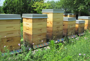 Bienenpatenschaft Imkerei Bienenhort Suderwich Bienenstand