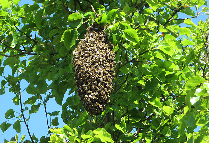 Bienenpatenschaft Imkerei Bienenhort Suderwich Bienenschwarm