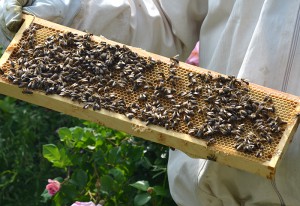 Bienenpatenschaft Imkerei Bienenhort Suderwich Honigwabe
