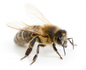 Bienenpatenschaft Imkerei Bienenhort Suderwich Honigbiene