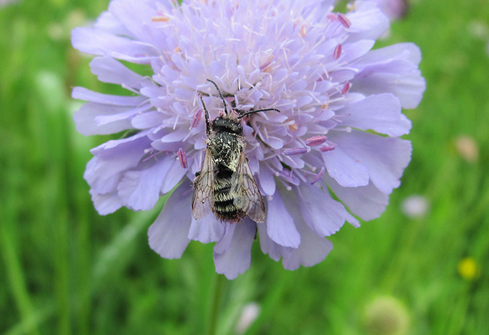 Bienenpatenschaften Bienenhort Suderwich Wildbiene