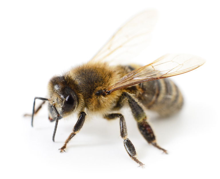 Imkerei Bienenhort Suderwich Recklinghausen – Honigbiene Buckfast-Biene